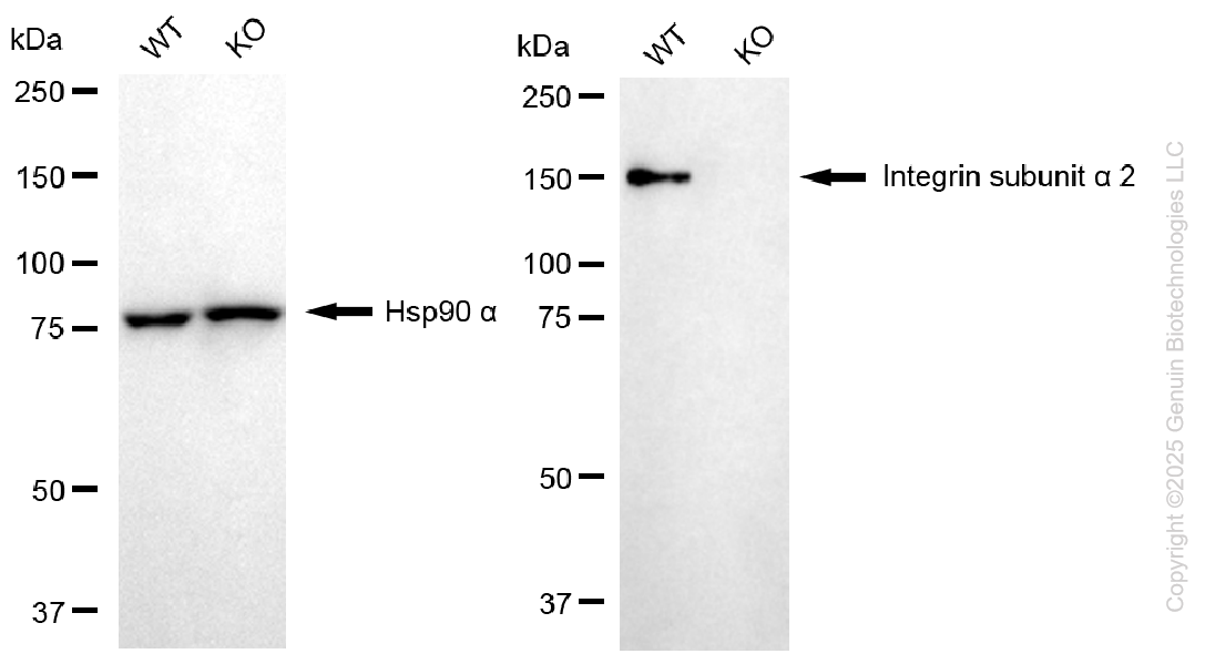 WB - KO Validated Anti-Integrin Subunit Alpha 2 Rabbit Monoclonal Antibody AGI2410